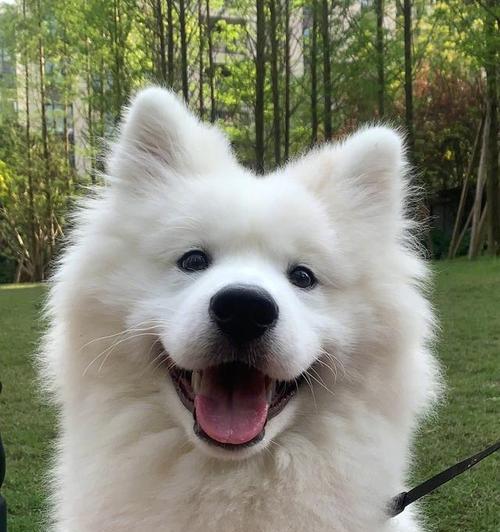 萨摩耶犬的15个迷人秘密：从天使笑容到忠诚守护的全面解析