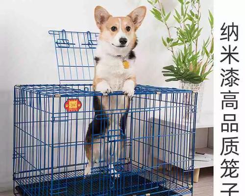 小狗笼子时间安排指南：如何平衡安全与自由训练