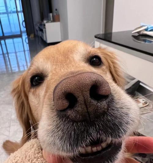 金毛犬寿命影响因素全解析：如何让爱犬健康长寿