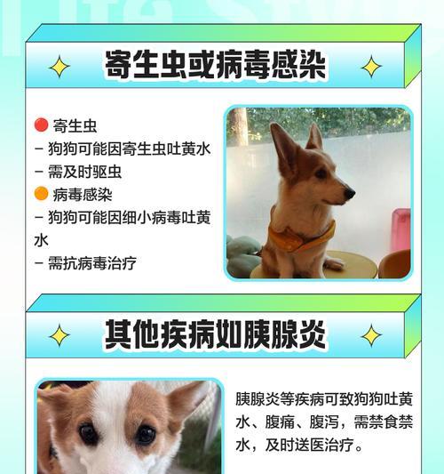 狗吐黄水怎么办？肠胃问题原因分析与治疗指南