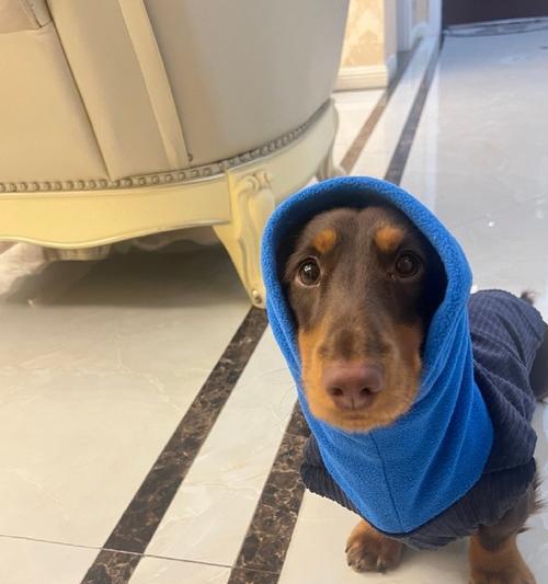 腊肠犬体型特点与性格魅力解析，迷你伴侣犬的理想选择