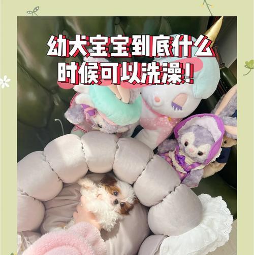 幼犬感冒后多久能洗澡？全面解析康复期护理要点