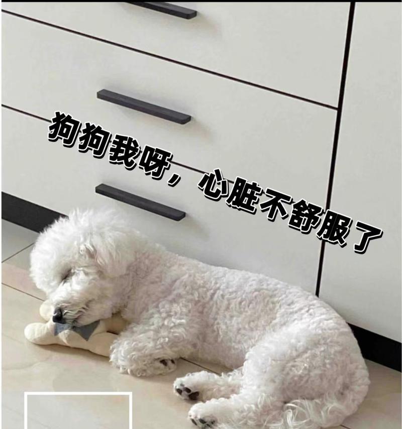 犬心脏病能活多久？科学管理延长爱犬生命的关键方法