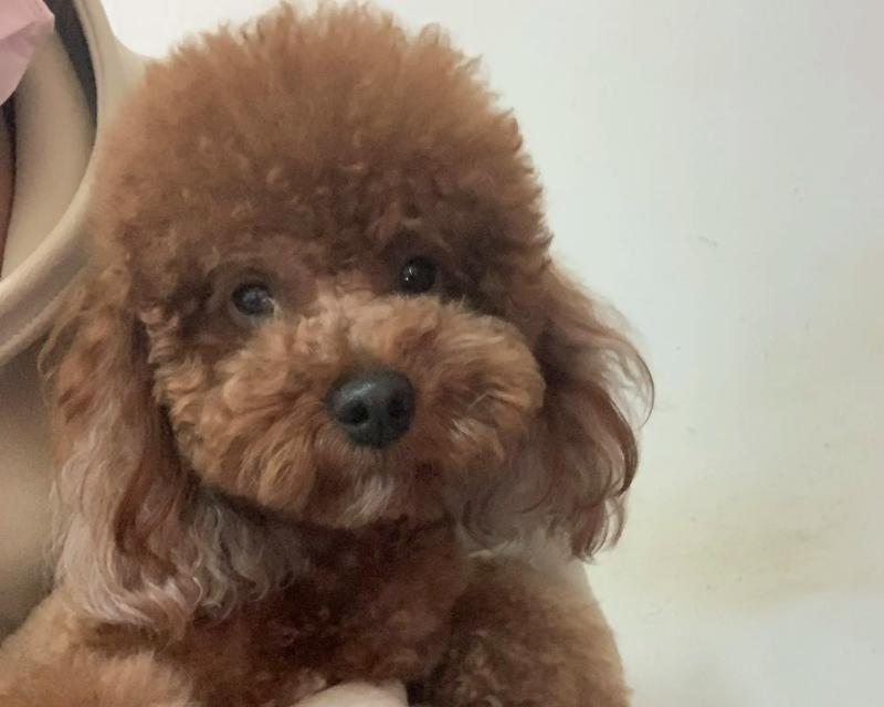 泰迪狗品种大全：从巨型到迷你，探索15种独特泰迪犬类型