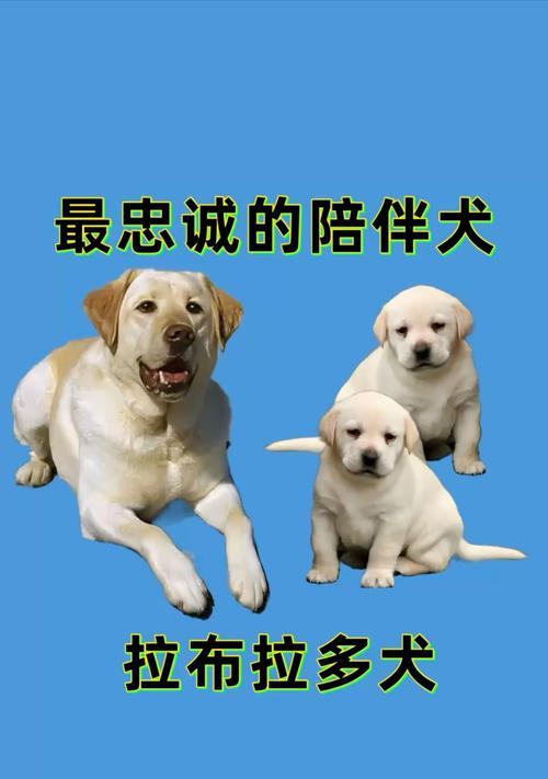 拉布拉多犬价格影响因素全面解析：从品种到市场的价格构成要素