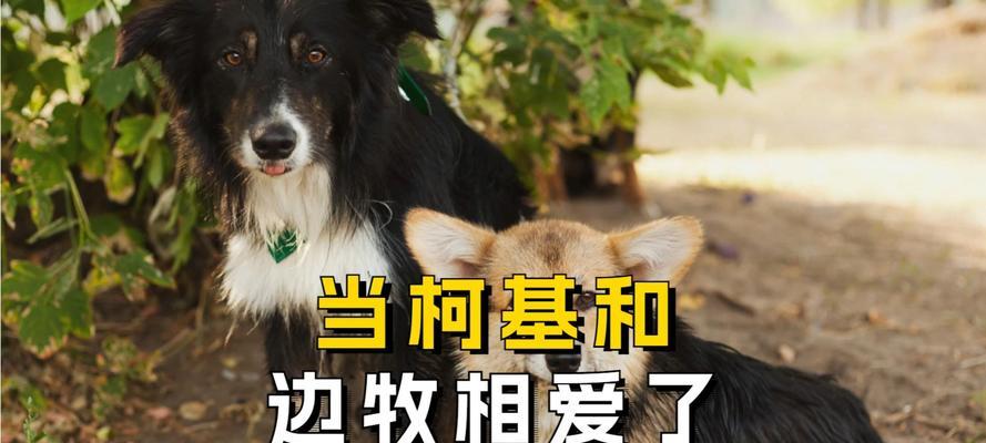 边牧幼犬进食后多久排便正常，幼犬消化规律全解析