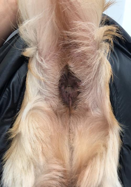 狗狗洗澡后仍有异味的真相：肛门腺问题及解决方案