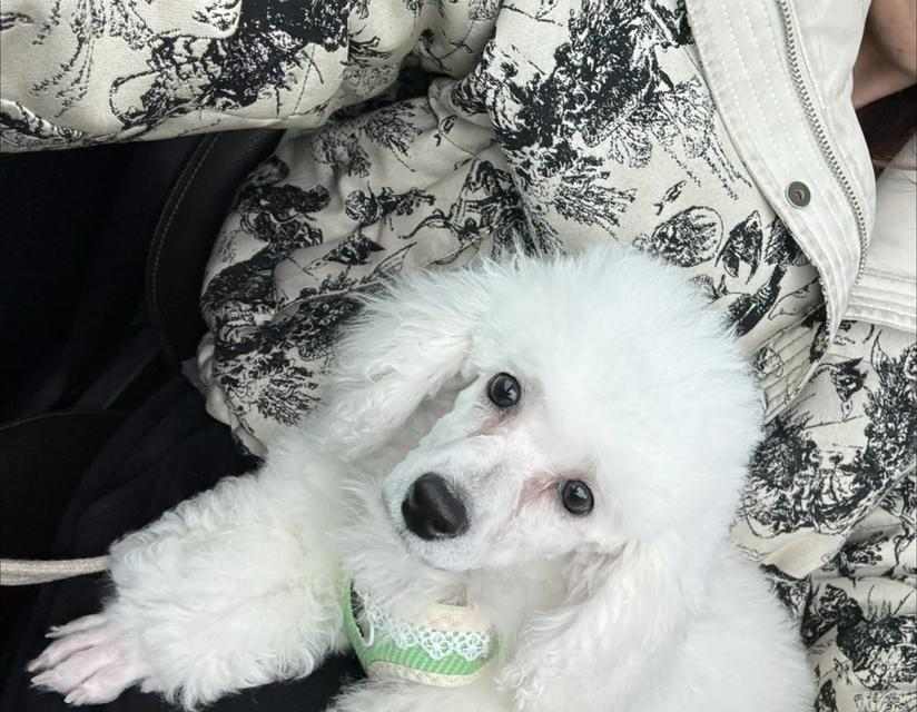 比熊犬泪痕去除方法大全，轻松解决眼部污渍问题