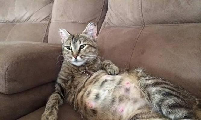 猫咪产后多久能再次怀孕，了解发情周期保护猫咪健康