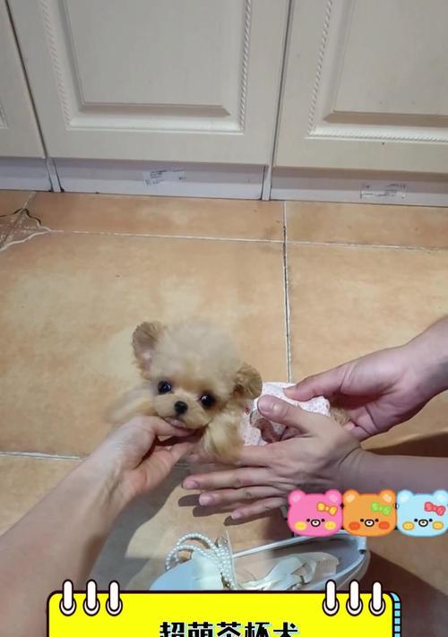 茶杯犬到底会不会长大？真实体型与饲养费用全面解析
