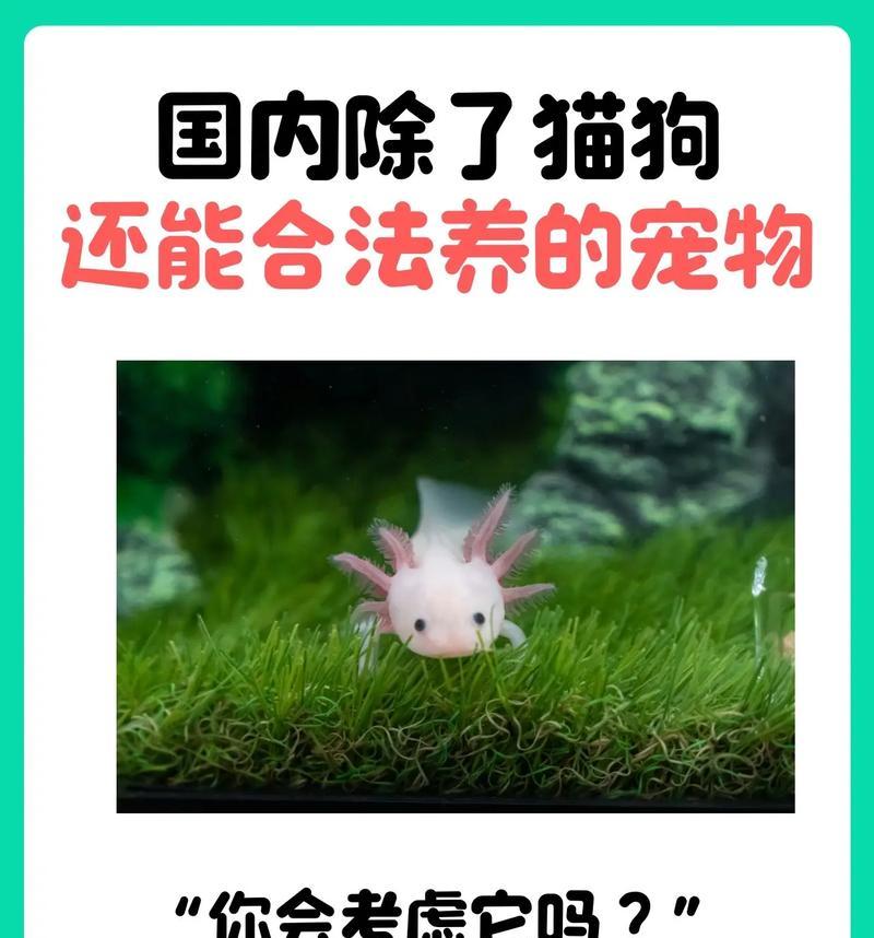 十大最受欢迎宠物品种推荐，寻找你的理想伴侣