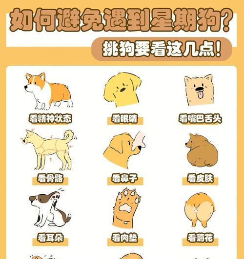 星期狗哪里买正宗，辨别真假星期狗的选购指南