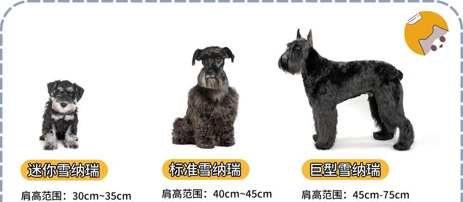 迷你型雪纳瑞犬寿命有多长？影响因素及养护要点全解析