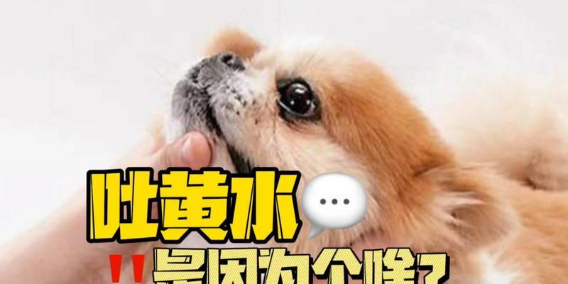 狗狗嘴巴起泡沫原因全解析及预防方法指南