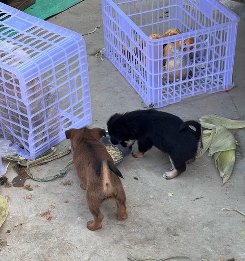 罗威纳犬与孩子相处的多重益处：促进成长发展的理想伴侣