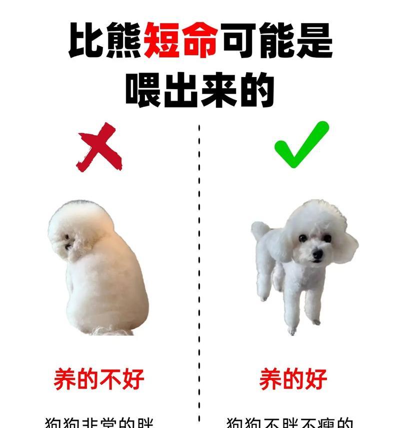 养比熊前必备准备工作指南 新手养狗完全攻略