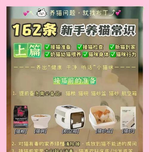 新手养猫全攻略：从准备到护理的完整指南