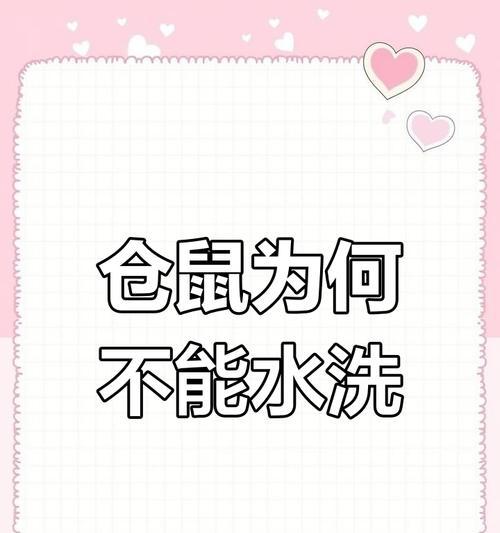 仓鼠洗澡频率与注意事项详解，科学养护小宠物健康