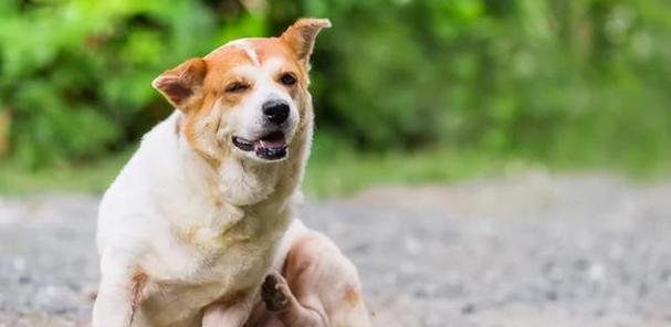 狗狗为什么喜欢打滚？揭秘地上翻滚行为的真正原因