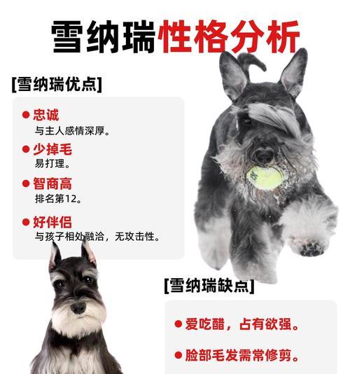 雪纳瑞换毛周期规律与科学护理方法全攻略