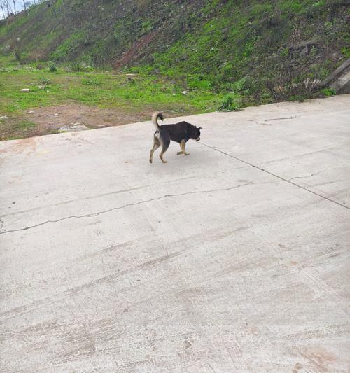 成犬常见疾病全解析：16种疾病预防治疗指南