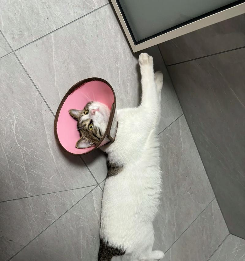 猫咪吸睛动作背后的科学原理揭秘