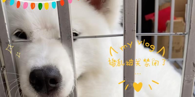 狗狗关禁闭多久合适，如何判断最佳释放时机