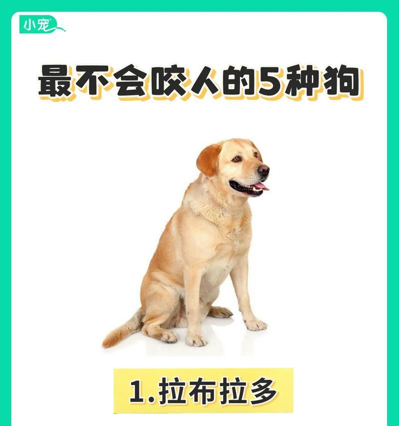 6种常见狗狗价格盘点，教你避免买贵的实用指南