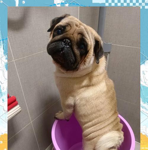 巴哥犬睡眠需求详解：每日12-14小时睡眠如何保证