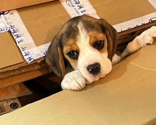 比格犬与巴吉度犬的区别对比及价格分析