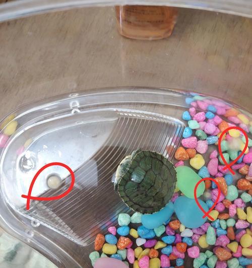 低温对龟蛋孵化的影响及解决方案