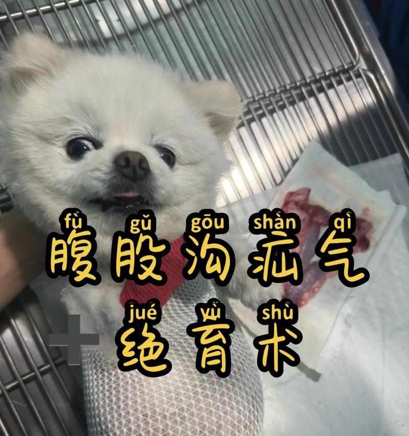 狗狗腹股沟疝术后康复指南：护理要点与恢复时间详解
