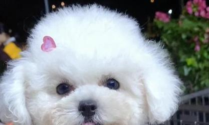 比熊狗剃光毛发后能否恢复蓬松状态及护理方法