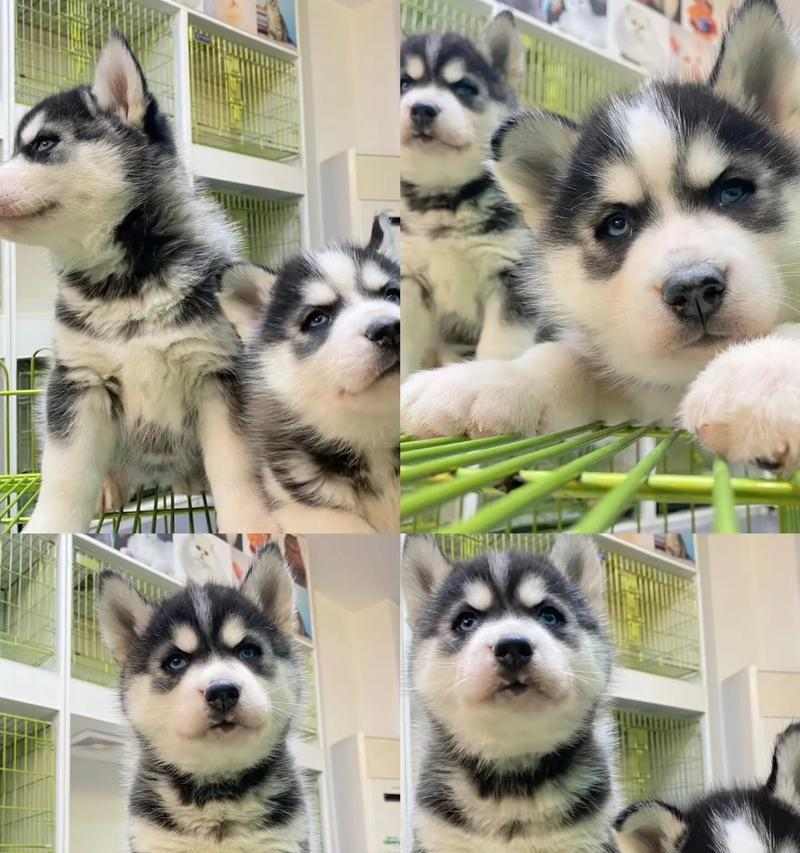 哈士奇驱虫时间要求及注意事项详解