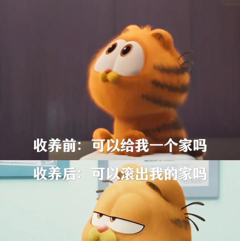 加菲猫的缺点与养猫注意事项：了解潜在问题再决定饲养