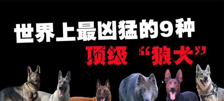 世界十大凶猛恶犬排行榜 藏獒称霸凶犬之王的真正实力