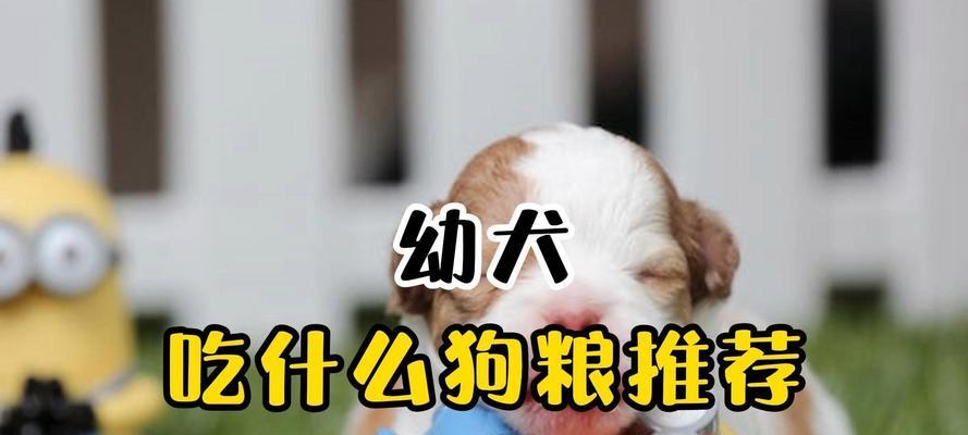 幼犬什么时候开始吃狗粮最合适，6-8周为最佳过渡期
