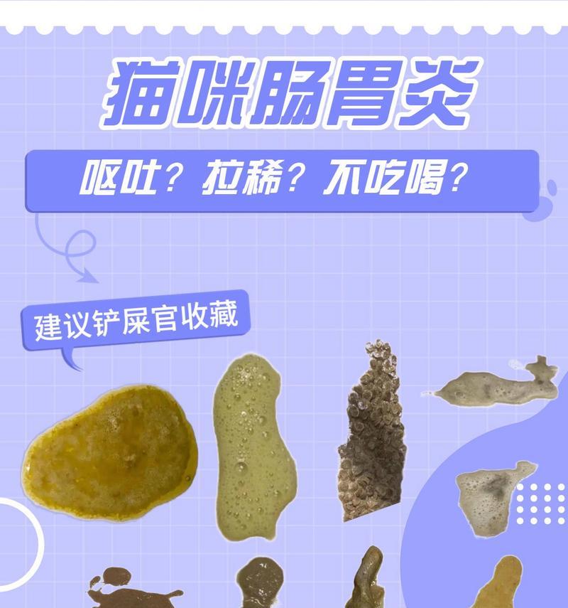 猫咪腹泻原因分析及正确治疗方法详解