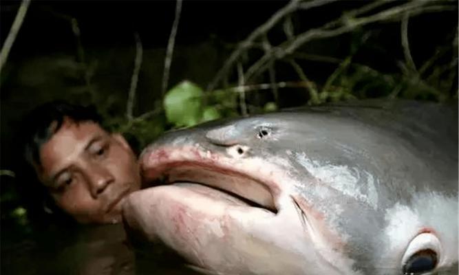 成吉思汗鱼养殖周期与科学养护全攻略