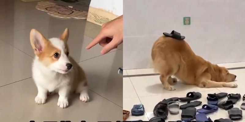 幼犬咬拖鞋的十大原因及有效解决方法