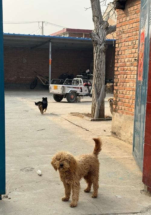 农村普通狗寿命有多长 影响因素及延长方法全解析