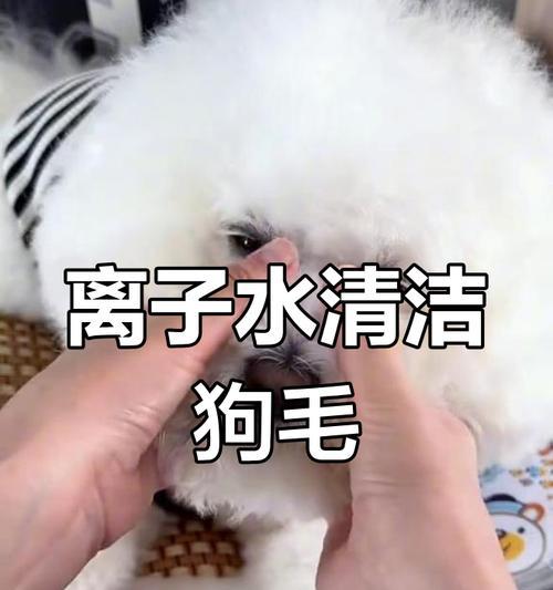 狗狗泪痕怎么去除？15种天然食物疗法改善眼部问题