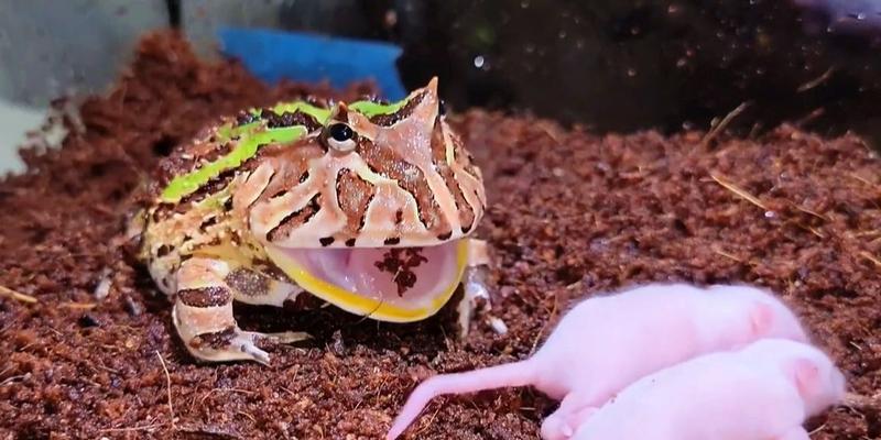 角蛙可以吃什么水果？适合角蛙食用的水果种类及喂食注意事项