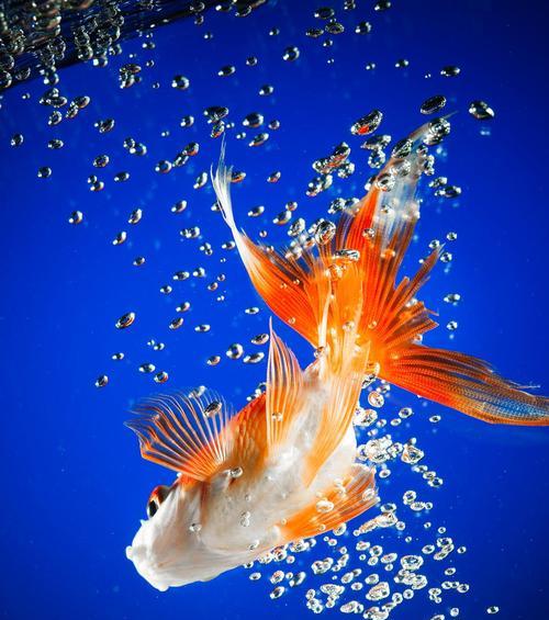 金鱼寿命有多长？影响金鱼寿命的关键因素及养护技巧