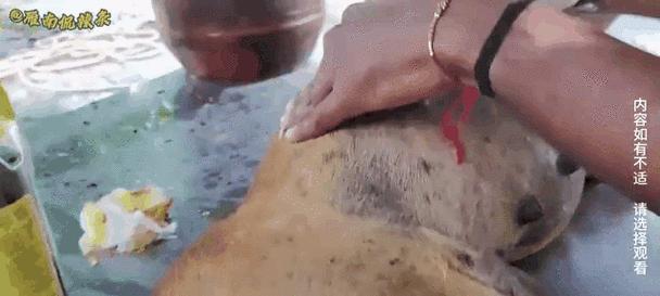 狗狗剖腹产后多久能再次怀孕生产间隔时间指南