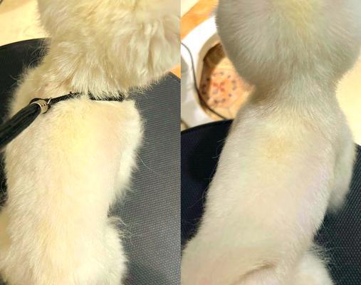 博美犬很少人养的真实原因揭秘：健康问题与养护难题全面分析