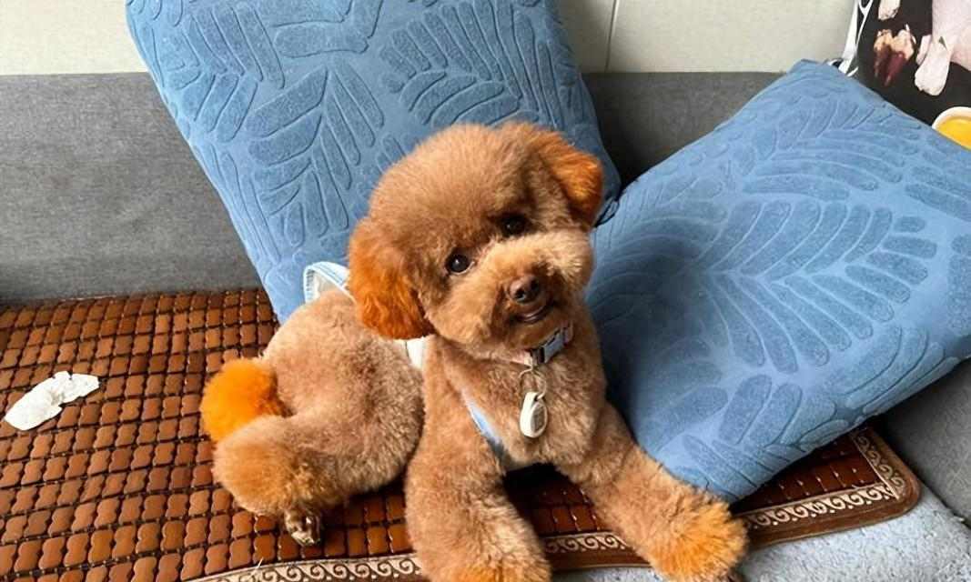 泰迪犬指甲修剪指南：最佳时间与安全方法详解