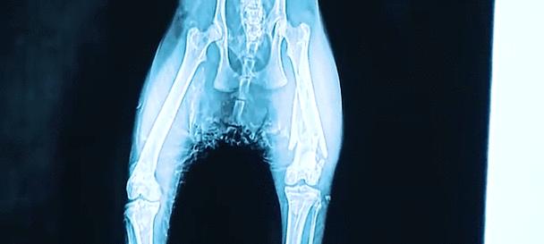 母猫如何寻找失去的小猫，找回孩子需要多长时间