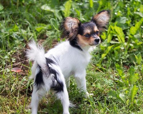 蝴蝶犬认主需要多长时间 如何快速建立亲密关系