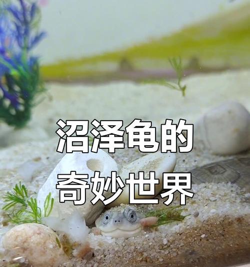 文章详情图片